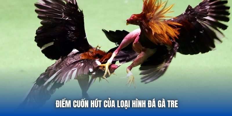 Điểm cuốn hút của loại hình đá gà tre
